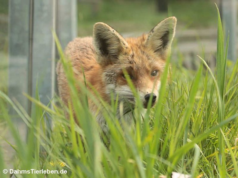 Vulpes vulpes