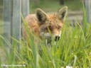 Vulpes vulpes