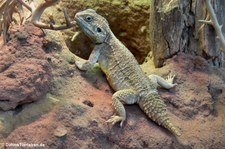 Große Biberschwanzagame (Xenagama batillifera) im TerraZoo Rheinberg