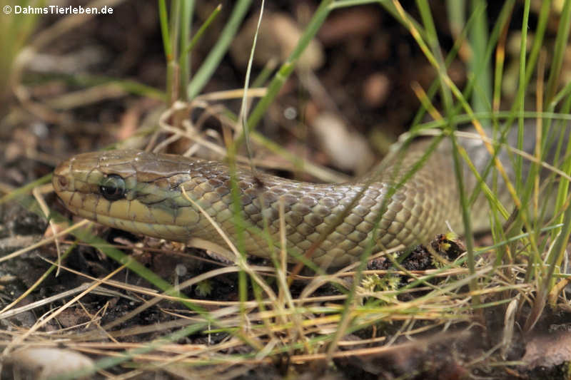 Äskulapnatter (Zamenis longissimus)