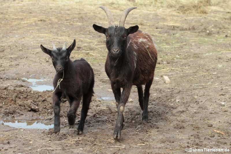 Hausziegen (Capra aegagrus f. hircus)