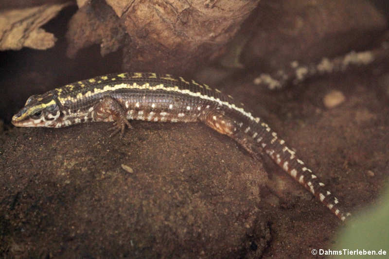 Vierstreifen-Ringelschildechse (Zonosaurus quadrilineatus)