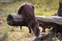 Aonyx cinerea