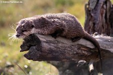 Zwergotter (Aonyx cinerea) im Hochwildschutzpark Hunsrück in Rheinböllen