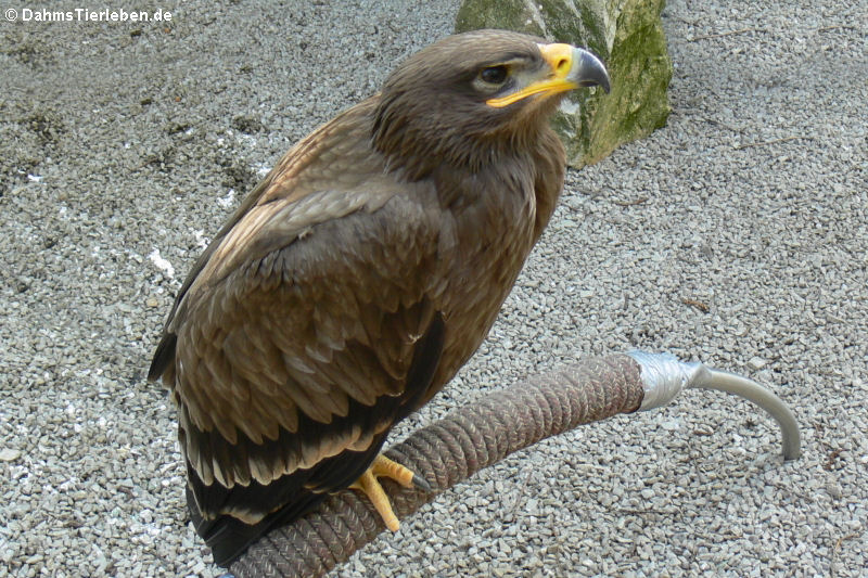 Steppenadler (Aquila nipalensis)