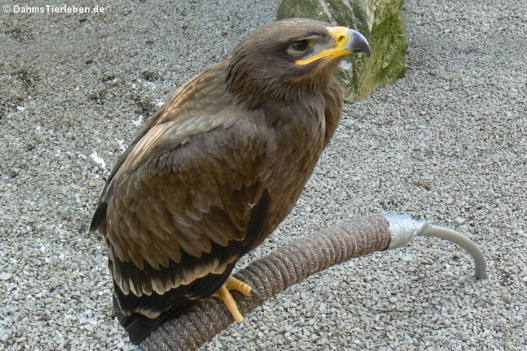 Aquila nipalensis