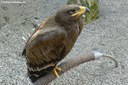 Aquila nipalensis