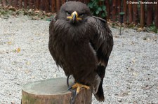 Steppenadler (Aquila nipalensis) im Hochwildschutzpark Rheinböllen