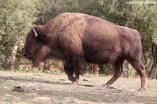 Präriebison (Bison bison bison) im Tierpark Rheinböllen