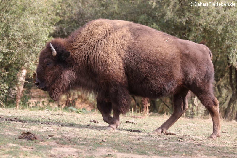 Bison bison bison