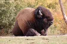 Präriebison (Bison bison bison) im Tierpark Rheinböllen