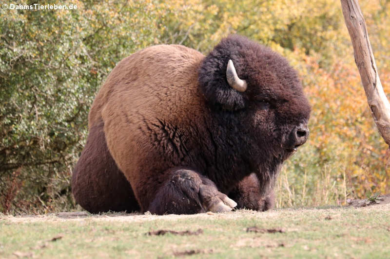 Präriebison Bos bison bison-3