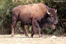 Präriebison (Bison bison bison) im Tierpark Rheinböllen