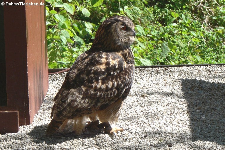 Bubo bubo bubo