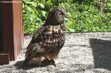 Europäischer Uhu (Bubo bubo bubo) im Hochwildschutzpark Rheinböllen