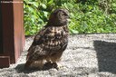 Bubo bubo bubo
