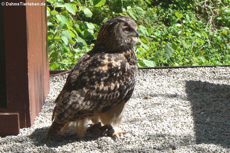 Europäischer Uhu (Bubo bubo bubo)