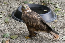 Adlerbussard (Buteo rufinus) im Hochwildschutzpark Rheinböllen