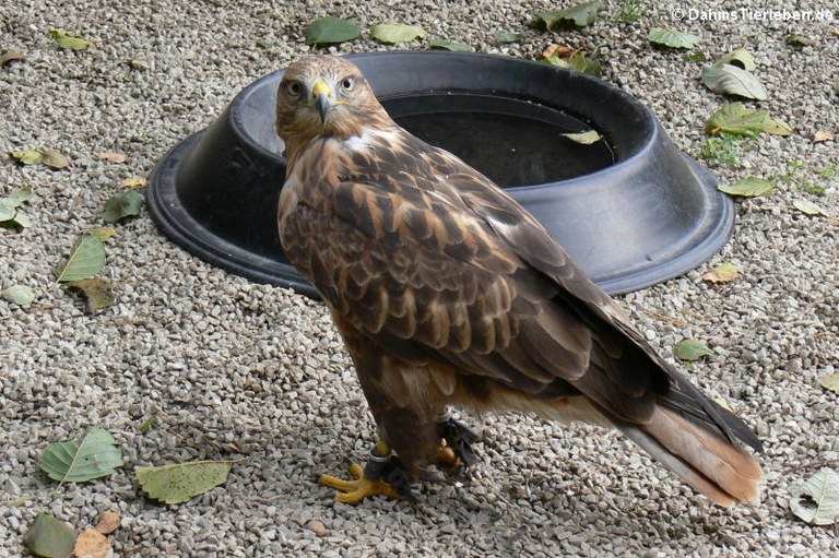 Buteo rufinus