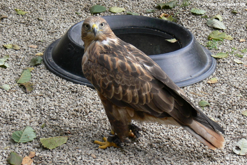 Adlerbussard (Buteo rufinus)