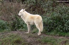 Polarwolf (Canis lupus arctos) im Hochwildschutzpark Hunsrück - Rheinböllen