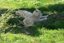 Polarwolf (Canis lupus arctos) im Hochwildschutzpark Hunsrück - Rheinböllen