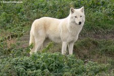 Polarwolf (Canis lupus arctos) im Hochwildschutzpark Hunsrück - Rheinböllen