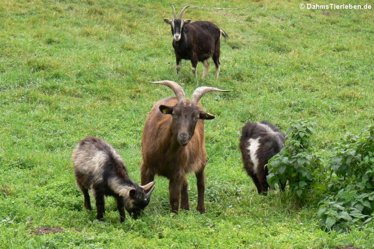 Capra aegagrus f. hircus