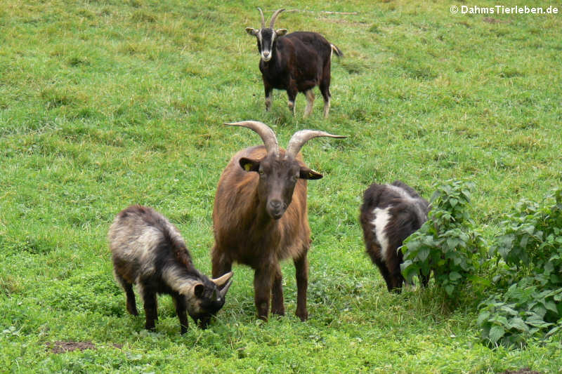 Hausziegen (Capra aegagrus hircus)