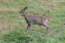 Europäisches Reh (Capreolus capreolus) im Hochwildschutzpark Rheinböllen