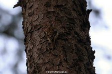 Waldbaumläufer (Certhia familiaris macrodactyla), aufgenommen in Rheinböllen