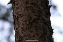Certhia familiaris macrodactyla