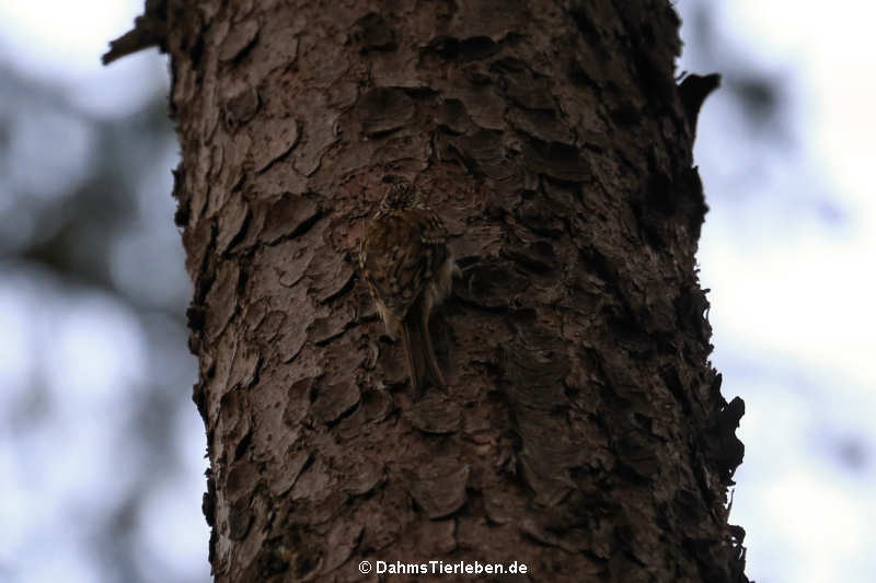 Certhia familiaris macrodactyla