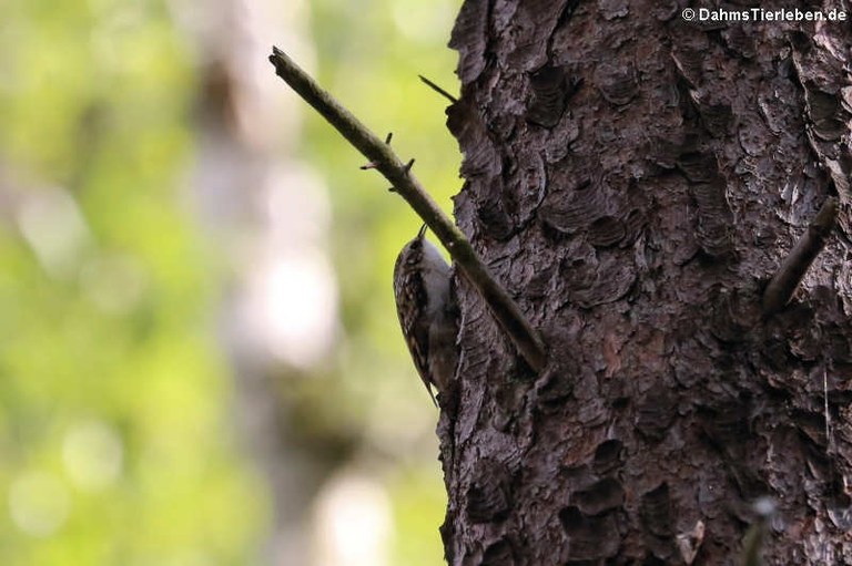 Certhia familiaris macrodactyla