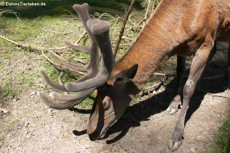 Mitteleuropäischer Rothirsch (Cervus elaphus hippelaphus)