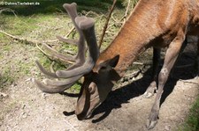Mitteleuropäischer Rothirsch (Cervus elaphus hippelaphus) im Tierpark Rheinböllen
