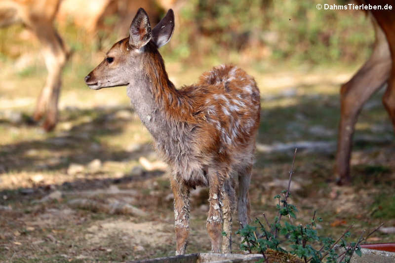 Mitteleuropäischer Rothirsch (Cervus elaphus hippelaphus)