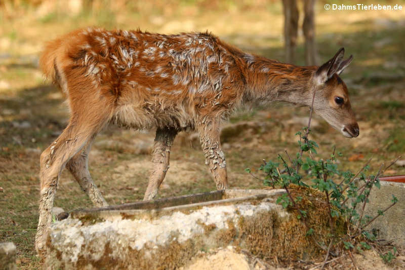 Mitteleuropäischer Rothirsch (Cervus elaphus hippelaphus)