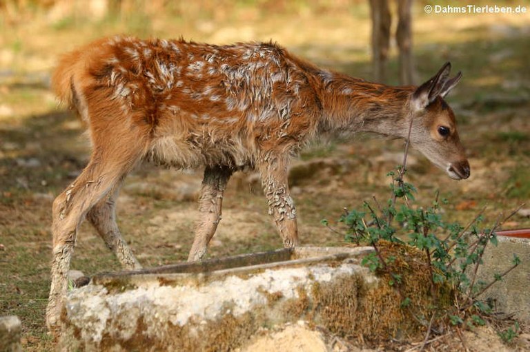 Cervus elaphus hippelaphus