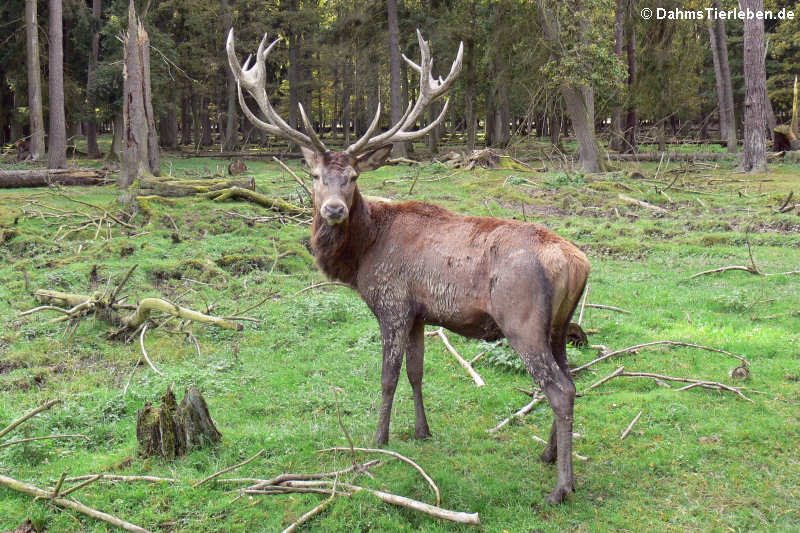 Mitteleuropäischer Rothirsch (Cervus elaphus hippelaphus)