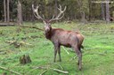 Cervus elaphus hippelaphus