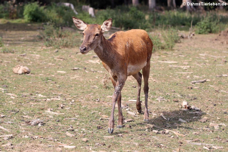 Mitteleuropäischer Rothirsch (Cervus elaphus hippelaphus)