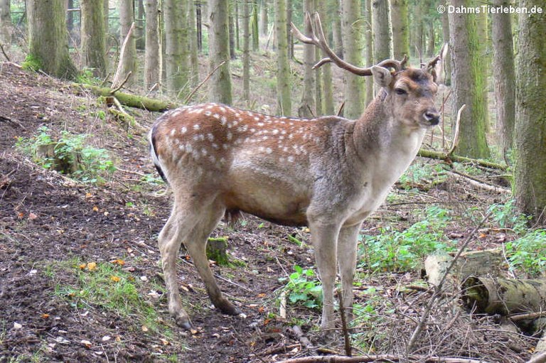 Cervus nippon