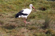 Weißstorch (Ciconia ciconia) im Hochwildschutzpark Hunsrück - Rheinböllen