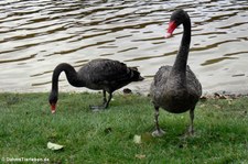 Trauerschwäne (Cygnus atratus) im Hochwildschutzpark Hunsrück - Rheinböllen