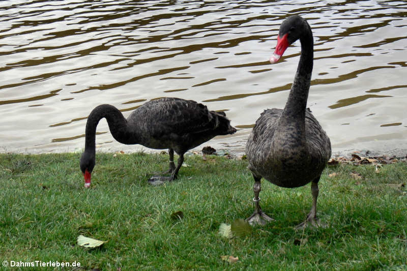 Trauerschwäne (Cygnus atratus)