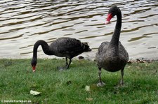 Cygnus atratus-9