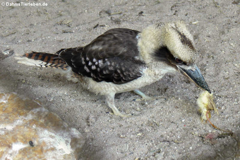 Jägerliest (Dacelo novaeguineae)