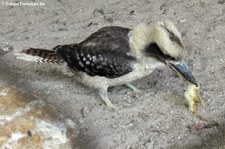 Jägerliest (Dacelo novaeguineae) im Hochwildschutzpark Rheinböllen