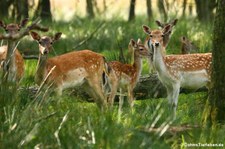 Europäische Damhirsche (Dama dama) im Tierpark Rheinböllen